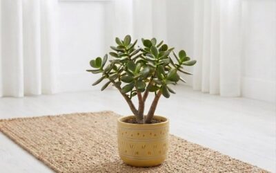Easy Maintenance Indoor Plants to Create a Calm & Healthy Home